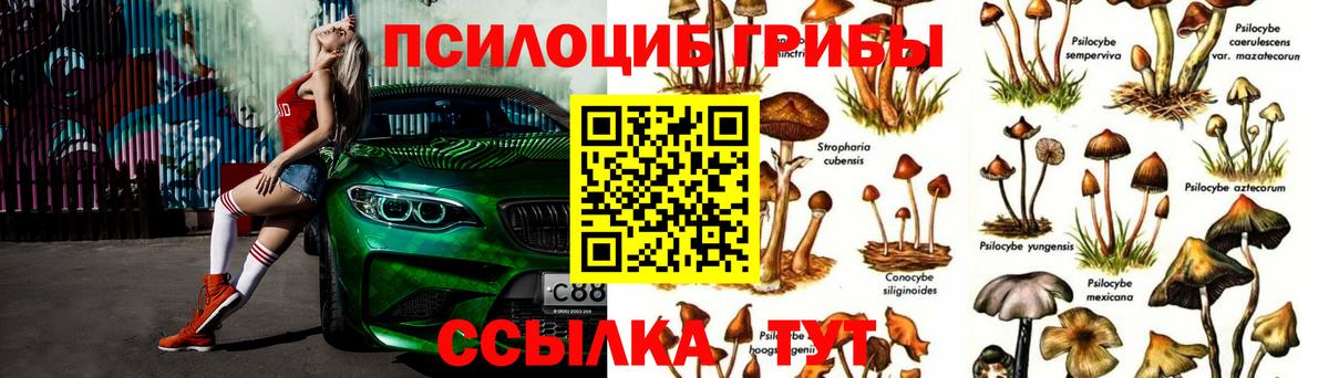 Карасук  Псилоцибиновые грибы Psilocybe  Вход с VPN 