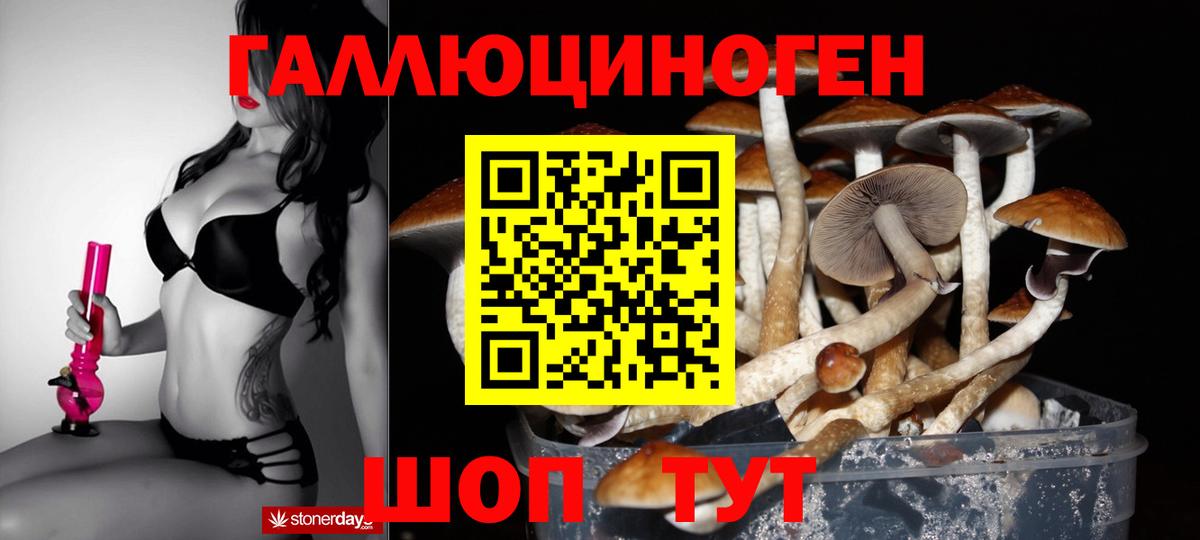 Псилоцибиновые грибы Psilocybe Карасук
